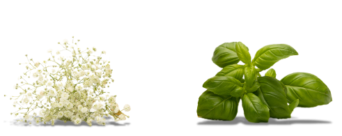 Meta Image for Elderflower & Basil