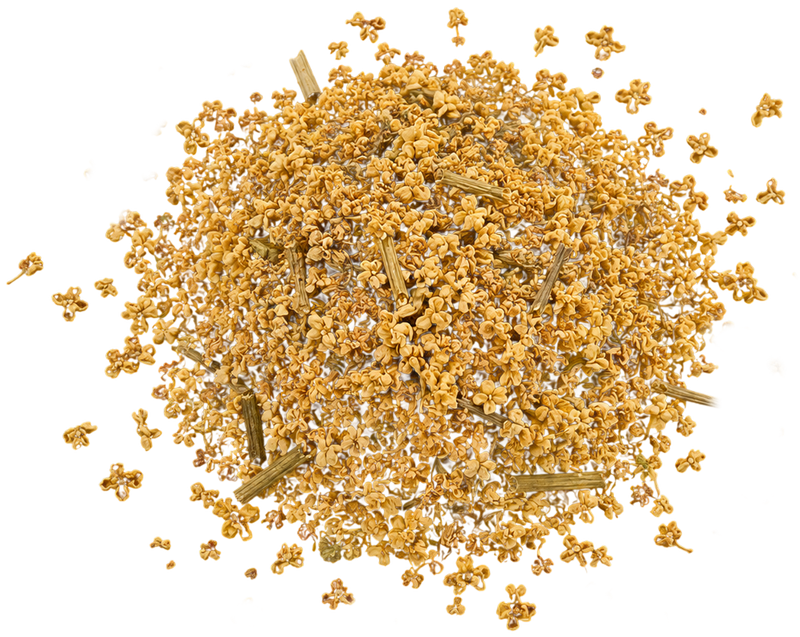 Elderflower